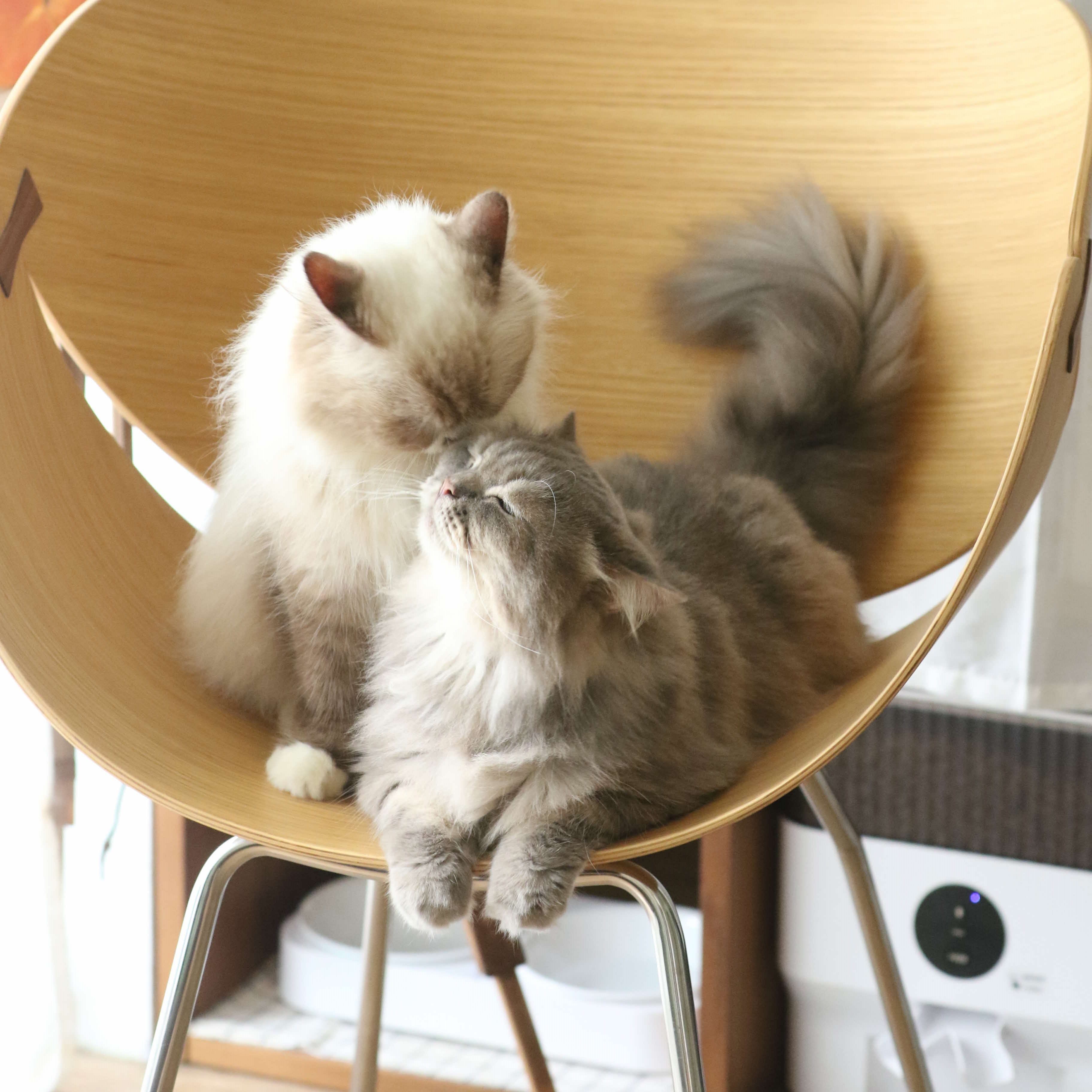 A photograph of two cats on a round chair